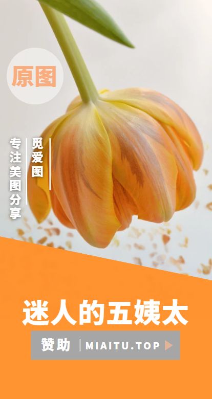 迷人的五姨太微密圈 付费圈子作品合集[100期][2756P/16.2G]